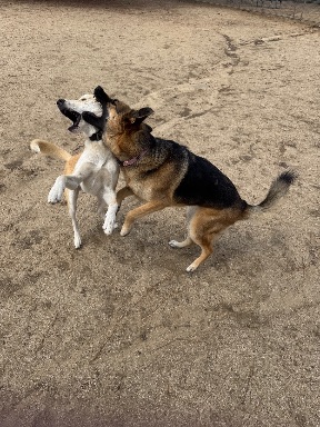 Recreation Dog Park