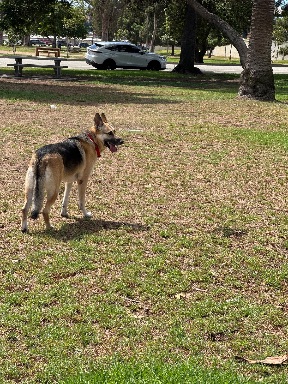 Recreation Dog Park