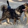 Drago