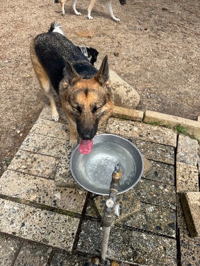 Recreation Dog Park
