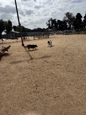 Recreation Dog Park