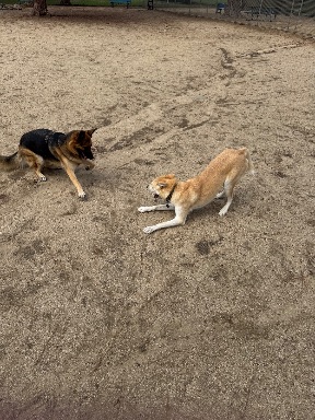 Recreation Dog Park
