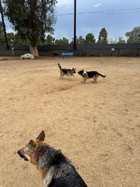 Recreation Dog Park