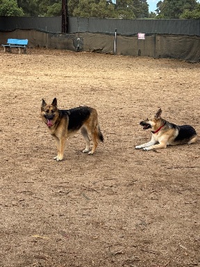 Recreation Dog Park
