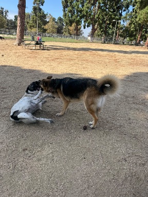 Recreation Dog Park