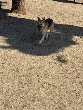 Recreation Dog Park