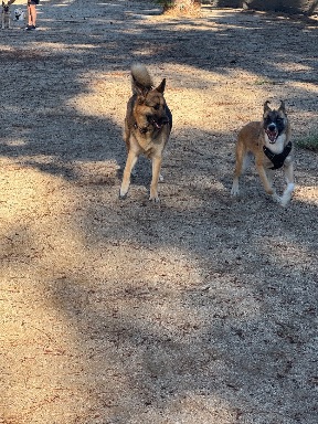Recreation Dog Park