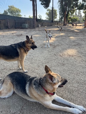 Recreation Dog Park