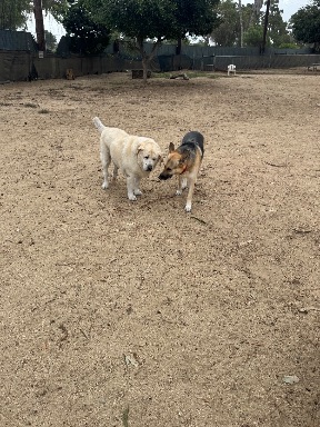 Recreation Dog Park