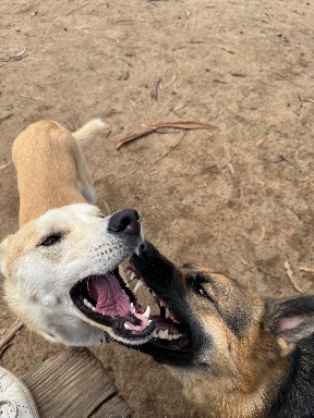 Recreation Dog Park