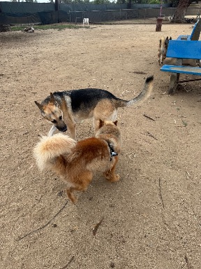 Recreation Dog Park