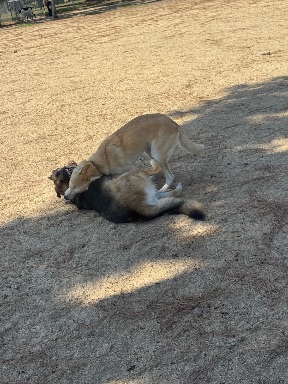 Recreation Dog Park