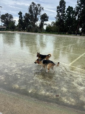 Recreation Dog Park