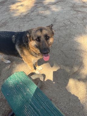 Recreation Dog Park