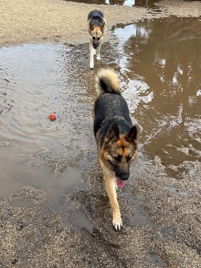 Recreation Dog Park