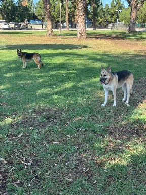 Recreation Dog Park
