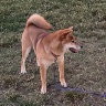 Miso