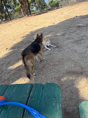 Recreation Dog Park