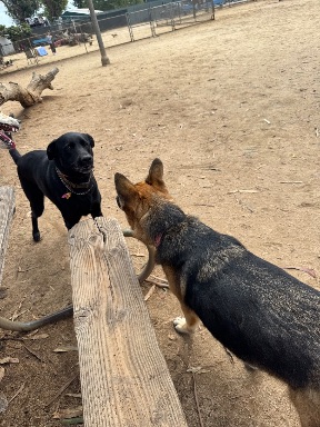 Recreation Dog Park