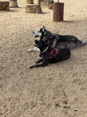 Recreation Dog Park
