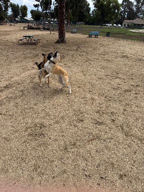 Recreation Dog Park