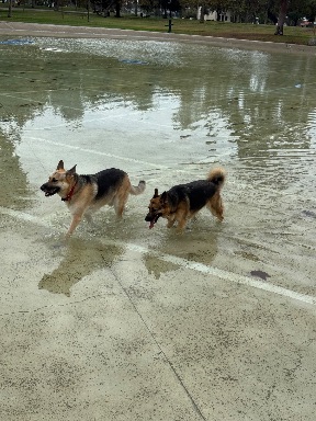 Recreation Dog Park