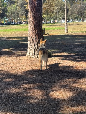 Recreation Dog Park