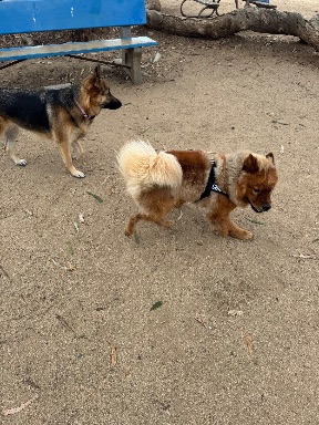 Recreation Dog Park