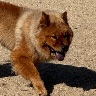 Chaka
