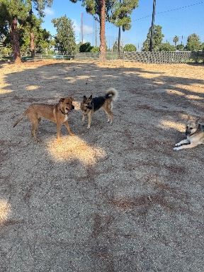 Recreation Dog Park