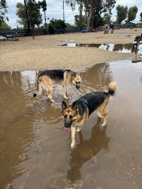 Recreation Dog Park
