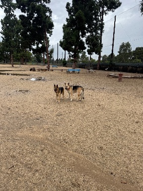Recreation Dog Park