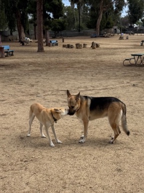 Recreation Dog Park