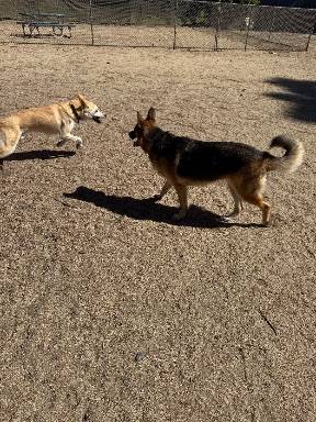 Recreation Dog Park
