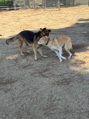 Recreation Dog Park