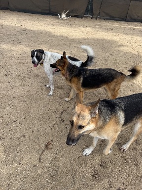 Recreation Dog Park