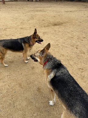 Recreation Dog Park