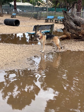Recreation Dog Park