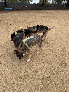 Recreation Dog Park