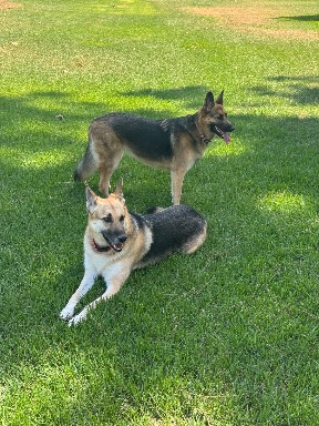 Recreation Dog Park