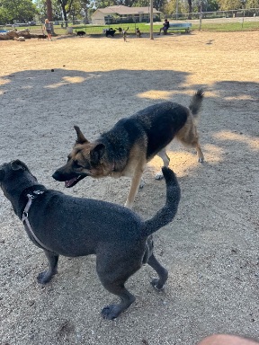 Recreation Dog Park