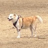 Sadie