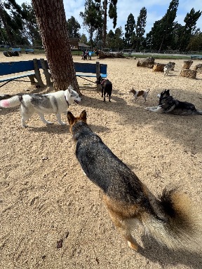 Recreation Dog Park