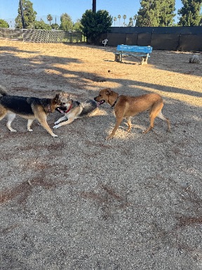 Recreation Dog Park