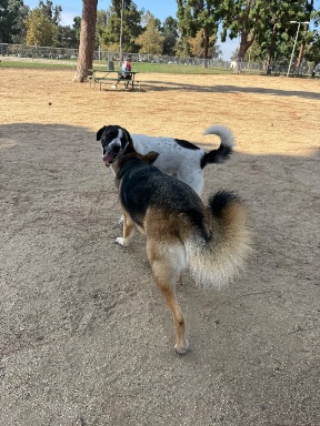 Recreation Dog Park