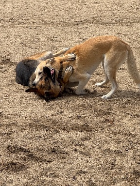 Recreation Dog Park