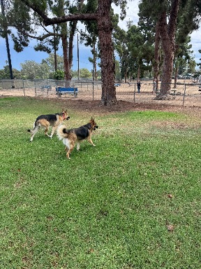 Recreation Dog Park