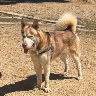 Shiloh