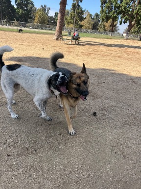 Recreation Dog Park