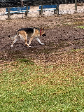 Recreation Dog Park